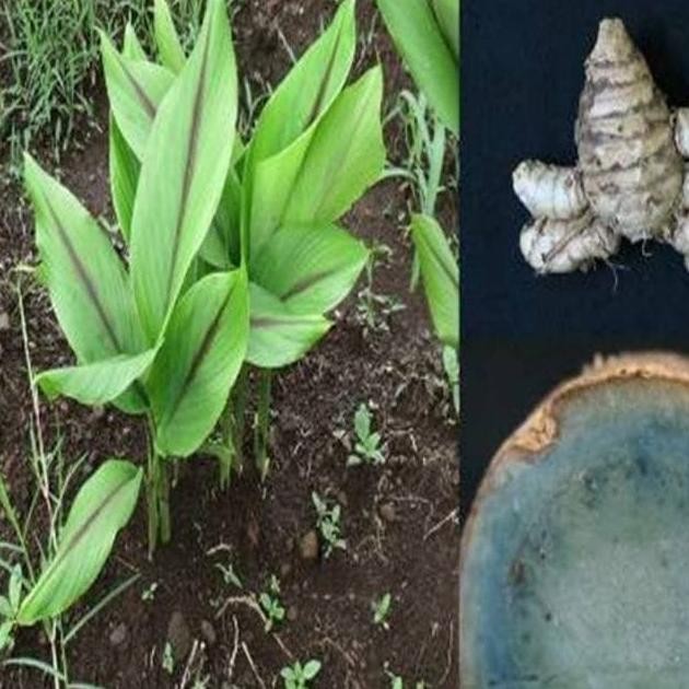 

Terlaris New Bibit Tanaman Temu Ireng Kunyit Hitam Ireng Segar