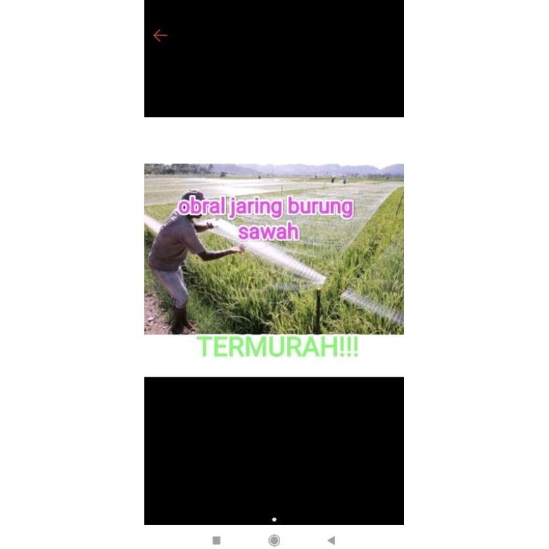 Jaring burung sawah 5mx100yds jaring padi jaring burung pipit jaring pelindung burung emprit sawah j