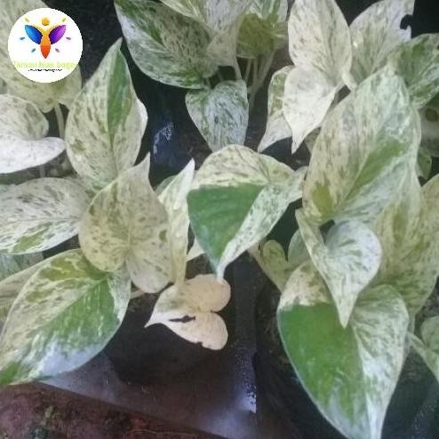 

Terlaris Bibit Stek Sirih Gading Varigata