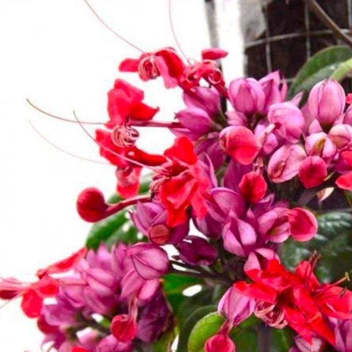 

Terlaris Bibit Tanaman Hias Cantik Bunga Nona Makan Sirih Merah Premium