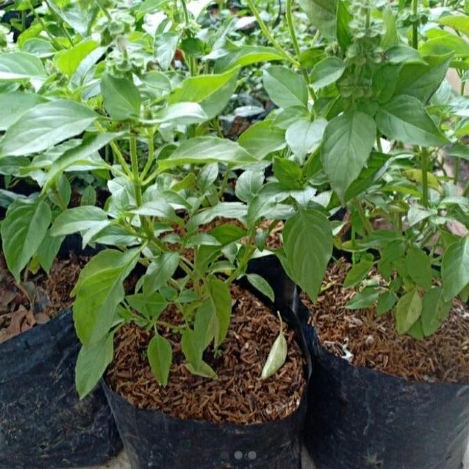 

Terlaris Bergaransi Bibit Tanaman Herbal Daun Kemangi - Beli 3 Bonus 1 Bibit Sirih Herbal
