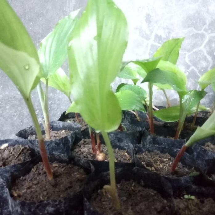 Terlaris Bibit Kunyit Hitam (1 Tunas)