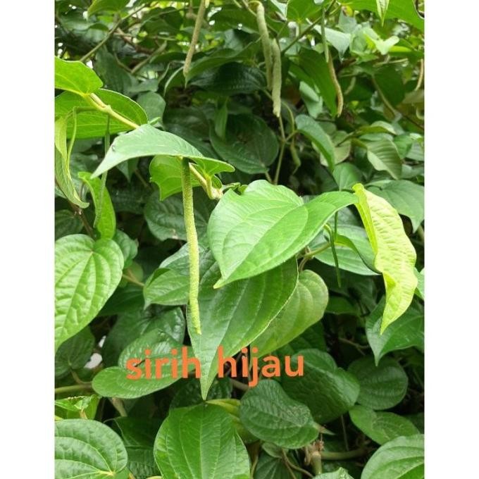 

Terlaris Bibit Sirih Hijau(Beli 10 Bonus 1)