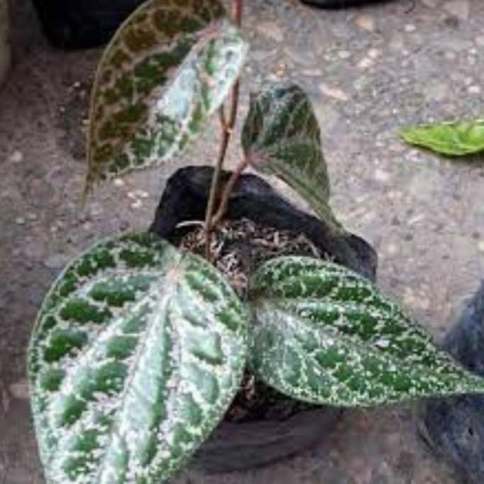 

Terlaris Piper Ornatum Sirih Merah Bibit Sirih Merah Murah Sirih Kigdle 4153Vt