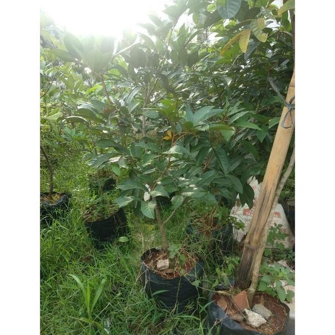 Tanaman Bibit Rambutan Ace Binjai Cangkok UNGGULAN