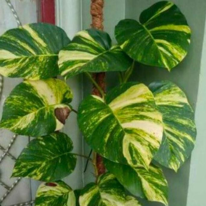 

Terlaris Baru Promo Promo Bibit Sirih Gading Jumbo Varigata (Batang/Stek)