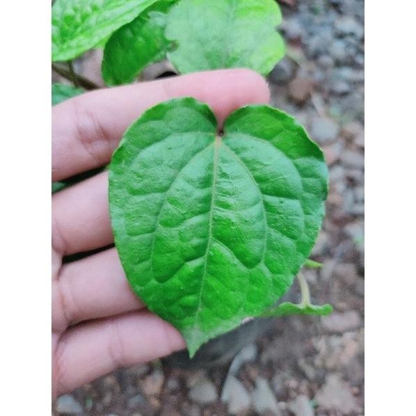 

Terlaris Bibit Tanaman Sirih Hijau Sirih Etek Tanaman Herbal Herb Ovgzku 4525Kd