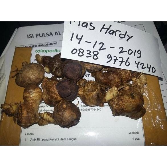 Terlaris Bibit Kunyit Hitam Besar Indukan