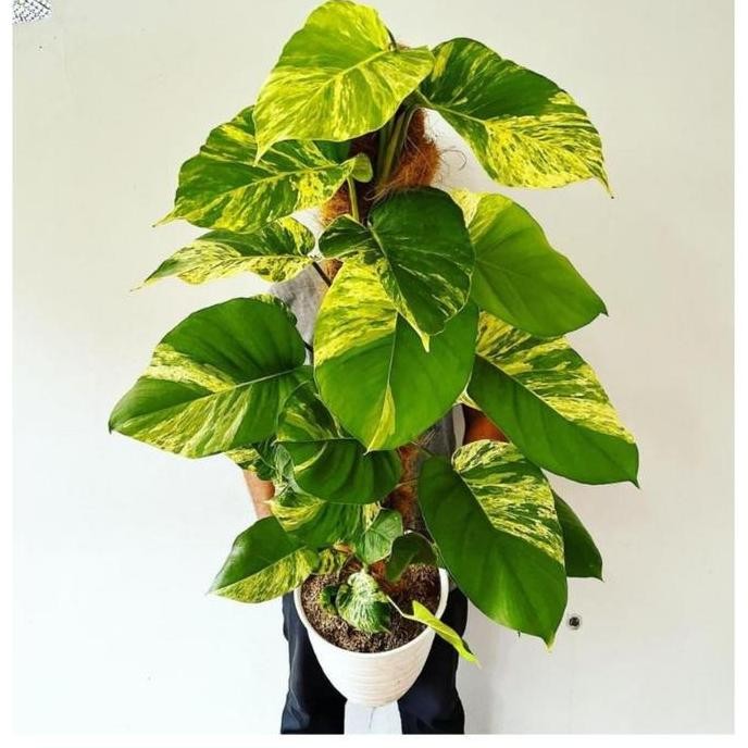 Terlaris Bibit Sirih Gading Varigata Jumbo