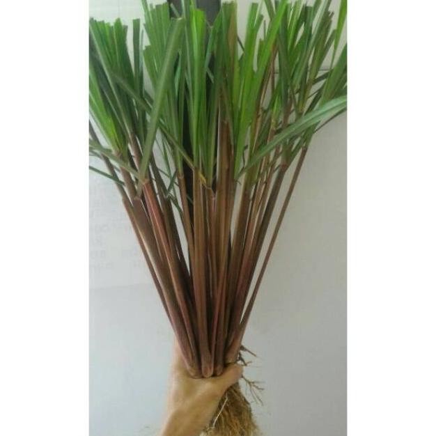 

Terlaris Promo Bibit Sereh Merah 1 Kg - Serai Wangi Ready