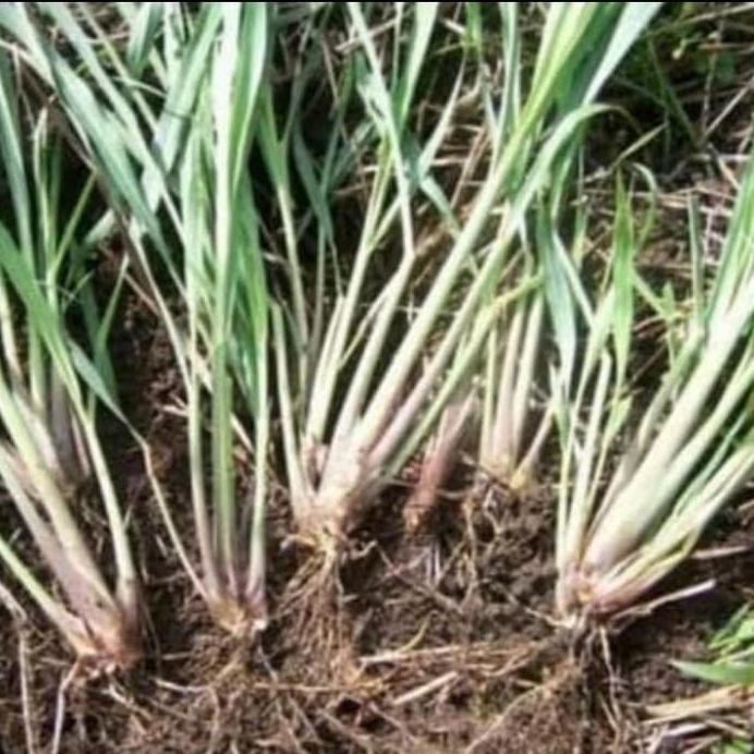 

Terlaris Pohon Sereh Putih-Bibit Tanaman Sereh Sayur- Bibit Sereh Masak