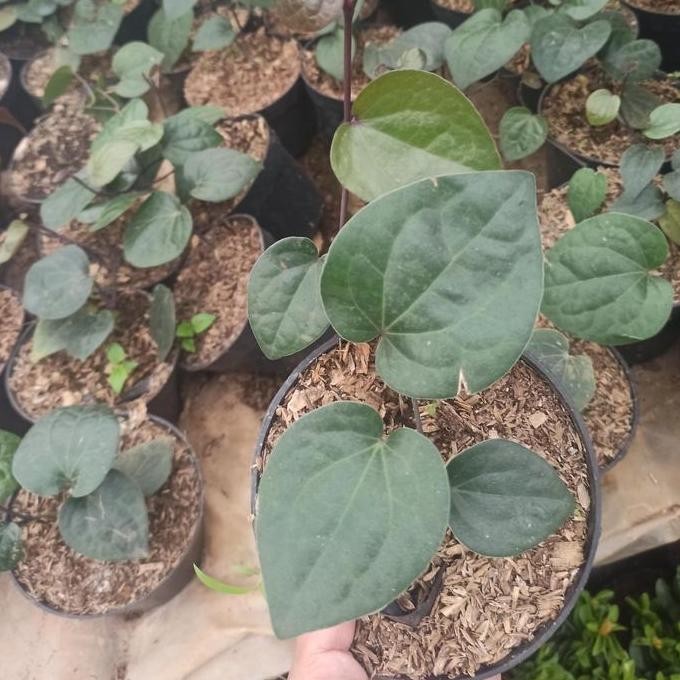 

Terlaris Bibit Sirih Hitam Herbal