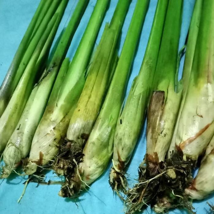 

Terlaris Bibit Serah Gajah Sereh Jumbo Per 15 Batang