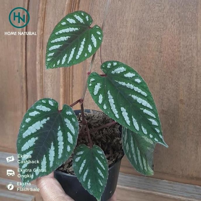 Terlaris Bibit Sirih Raja Atau Sirih Keraton/Sirih Merah