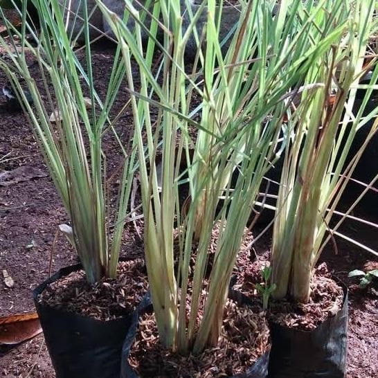 

Terlaris Stok Pohon Bibit Sereh Wangi Atau Sereh Buat Bumbu Dapur