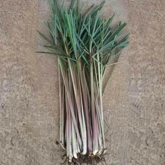 

Terlaris Suplier Bibit Sereh Wangi Herbal