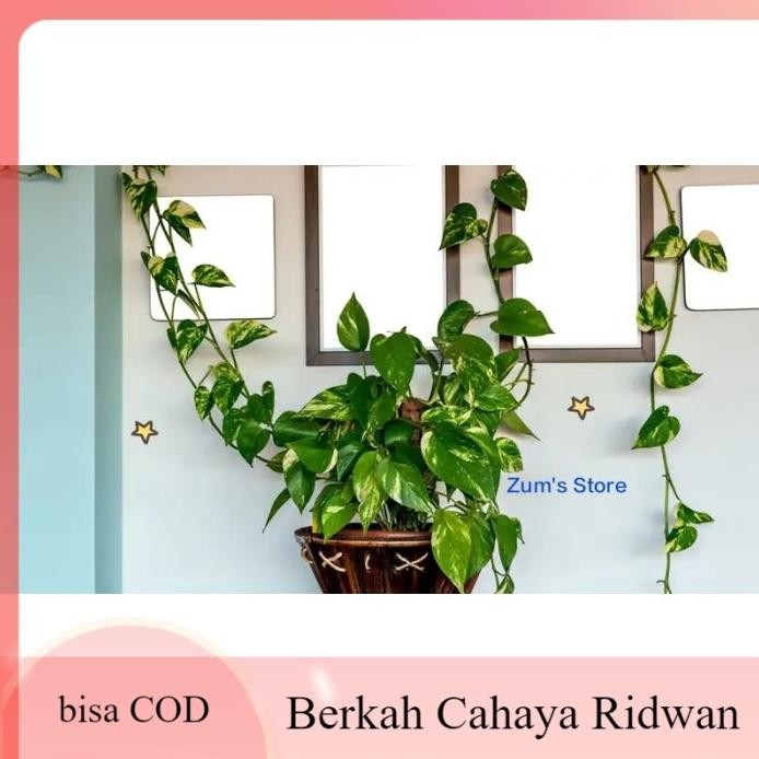 

Terlaris Promo Bibit Sirih Gading~Tanaman Rambat~Sirih Gading~Hiasan Gantung