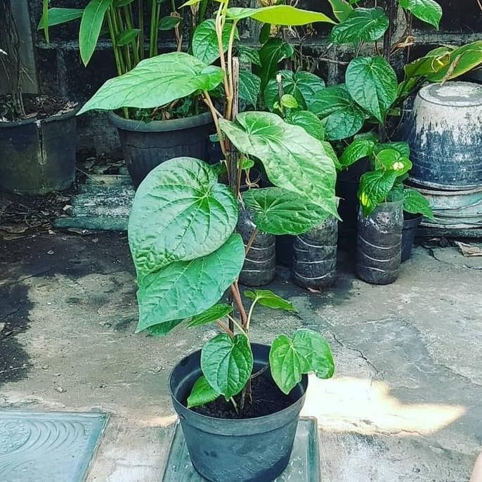 

Terlaris Ready Terlaris Bibit Tanaman Herbal Daun Sirih Hijau Bibit Sirih Hijau
