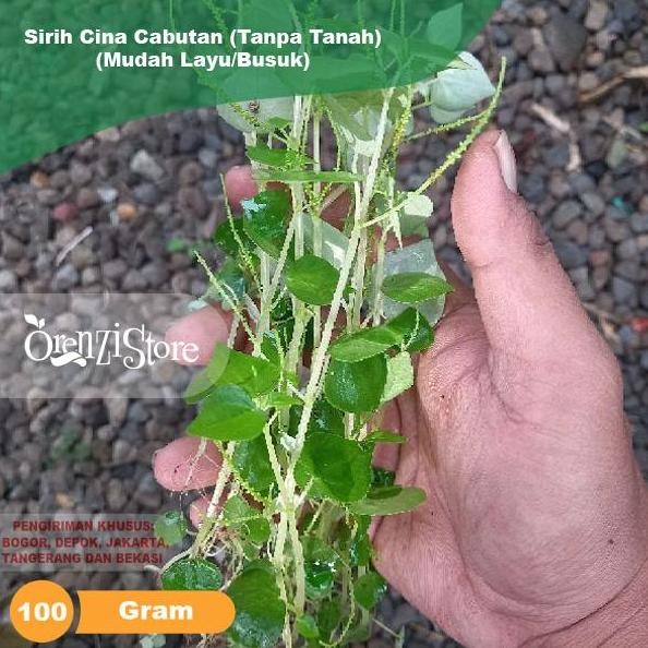 

Terlaris Daun Sirih Cina Tanaman Ketumpang Air Bibit Batang Akar Cabutan