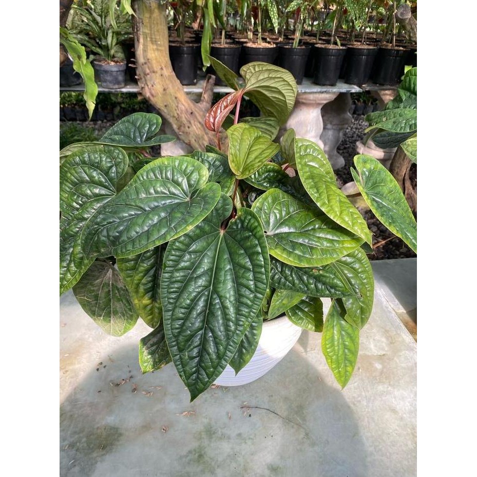 

Terlaris Tanaman Hias Anthurium Sirih Rimbun Bibit Kecil