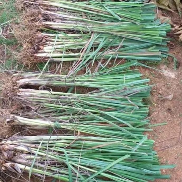 

Terlaris Bibit Pohon Sereh Wangi Per Batang