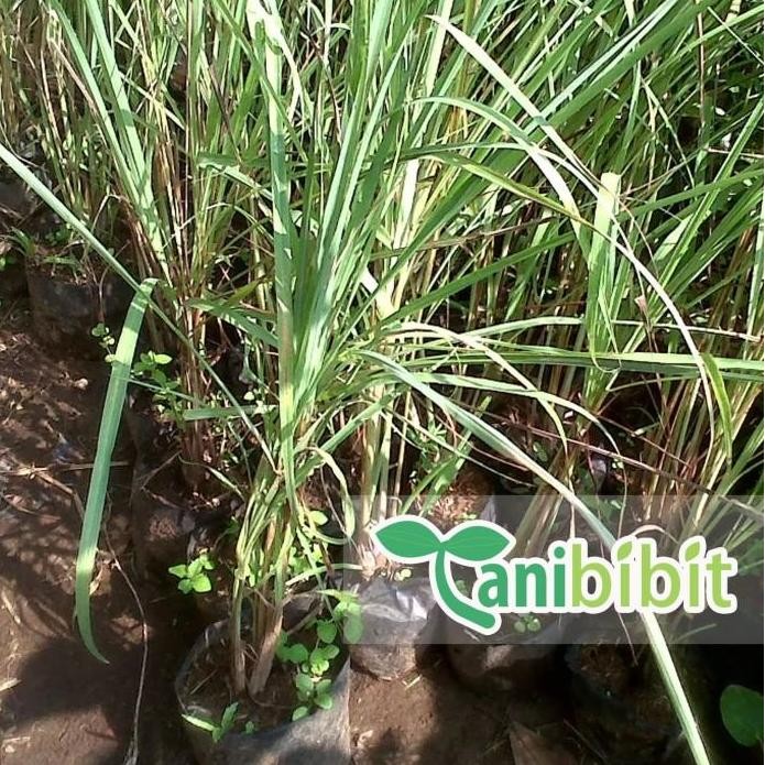 

Terlaris Tanaman Sereh Sayur Bumbu Masak - Bibit Serai Pohon - Sudah Berakar