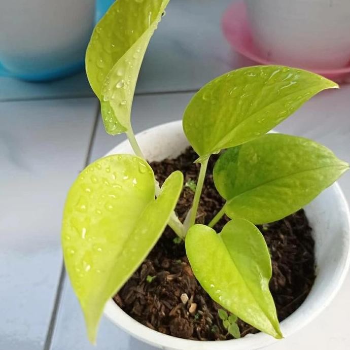 

Terlaris Bibit Stek Tanaman Hias Sirih Gading Lemon Lime