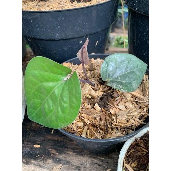 

Terlaris Bibit Sirih Hitam Qnfiqs 6617Hg