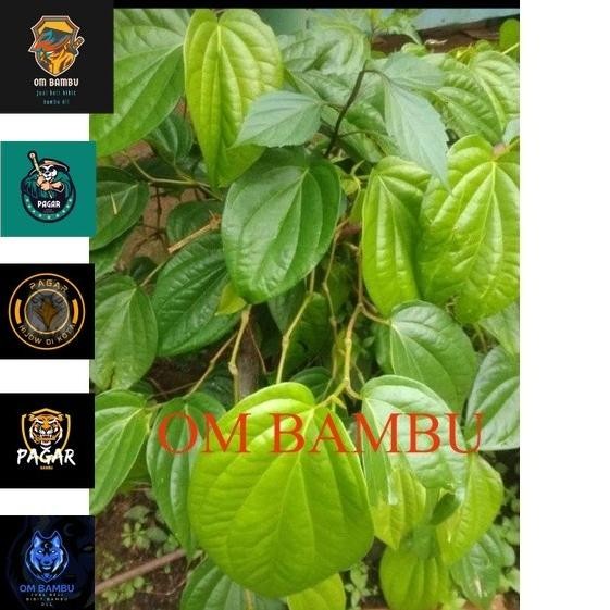 

Terlaris Bibit Daun Sirih Hijow Herbal Panjang 50Cm