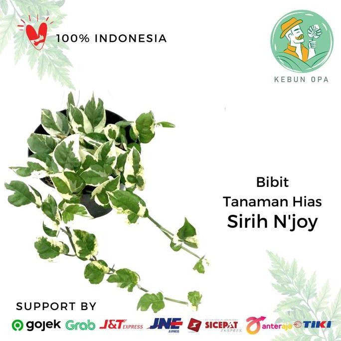 

Terlaris Tanaman Hias Sirih Njoy Bibit Tanaman Epipremnum Aureum Njoy