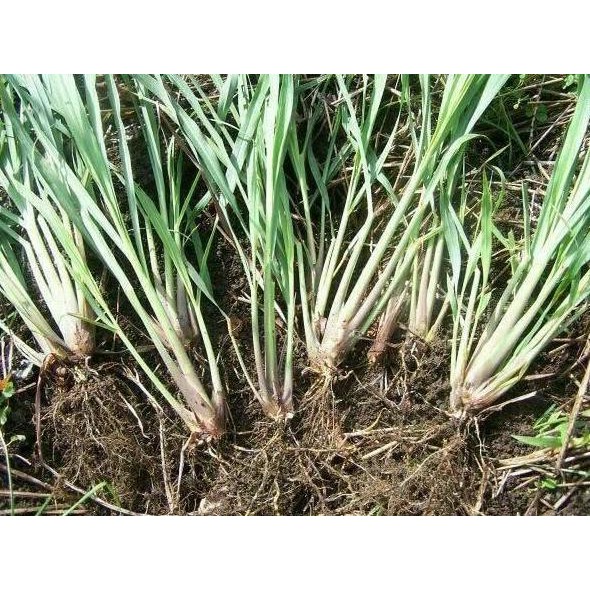 

Terlaris Hot Promo100 Bibit Sere/Serei/Sereh Bahan Herbal