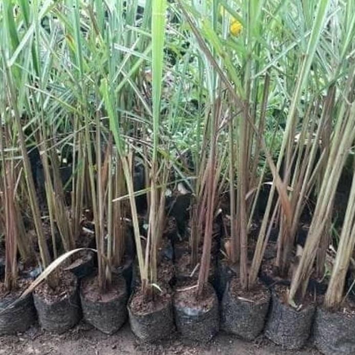 

Terlaris Bibit Tanaman Sereh Wangi