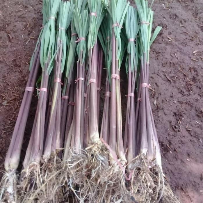 

Terlaris Bibit Tanaman Sereh Merah/Sereh Wangi