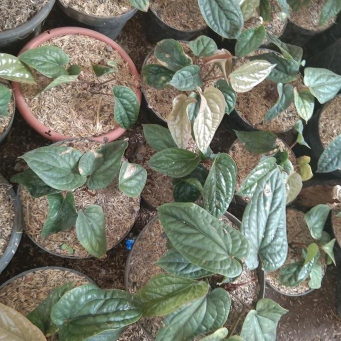 Terlaris Bibit Tanaman Anthurium Sirih/Anturium Sirih