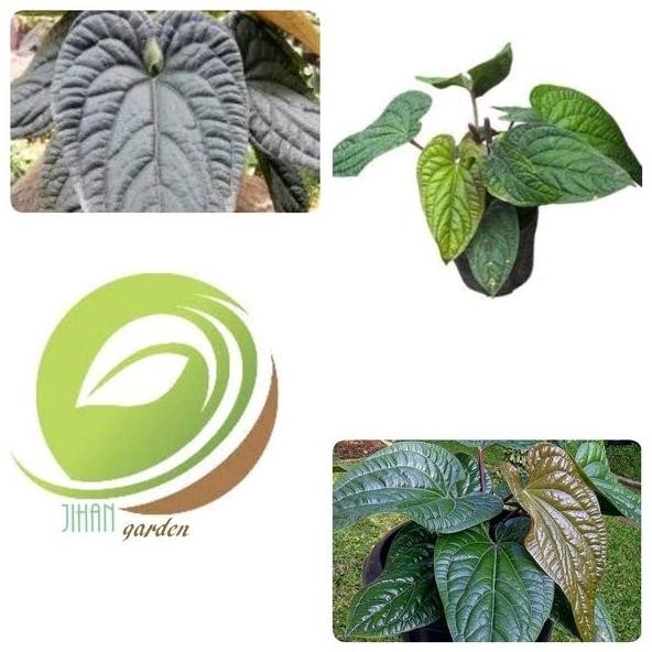 

Terlaris Bibit Tanaman Hias Daun Anthurium Sirih-Pohon Anthurium Sirih