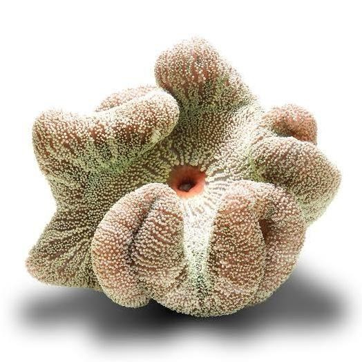 Promo Anemon Karpet Putih Hijau Carpet Anemone Rumah Nemo Housing Air Laut