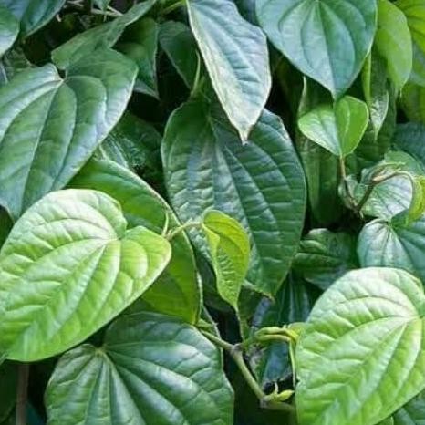Terlaris Bibit Sirih Hijau/Tanaman Sirih Hijau/Pohon Sirih Hijau/Suruh