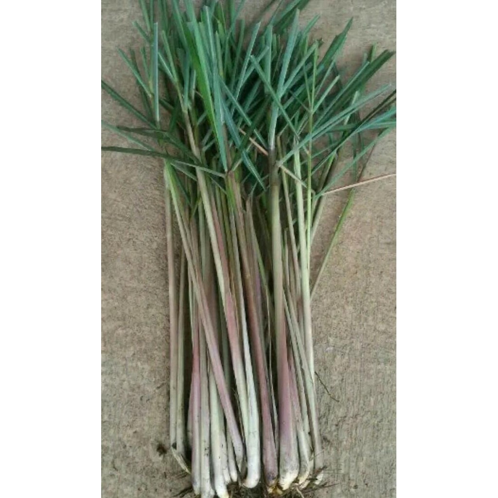 

Terlaris Bibit Pohon Serai/Sereh