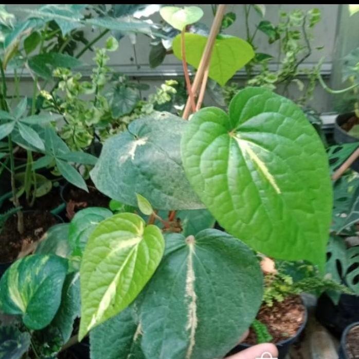 Terlaris Bibit Tanaman Daun Sirih Hijau // Sirih Hijau // Daun Sirih