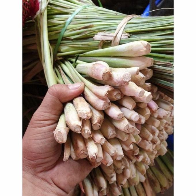 

Terlaris Sereh Wangi Segar Per Bibit