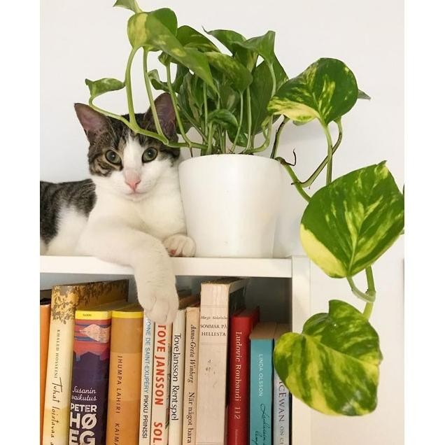 

Terlaris Bibit Tanaman Hias Daun Sirih Merambat - Tanaman Sirih Hidup Merambat