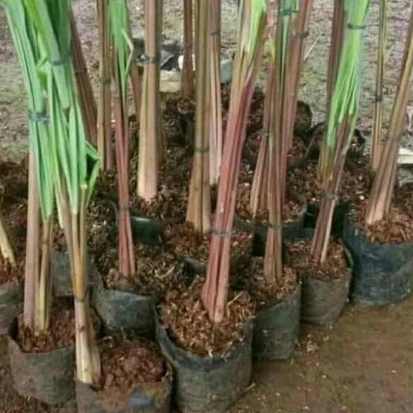 

Terlaris Tanaman Sereh Wangi Merah-Bibit Serai Minyak Pohon Herbal Berakar