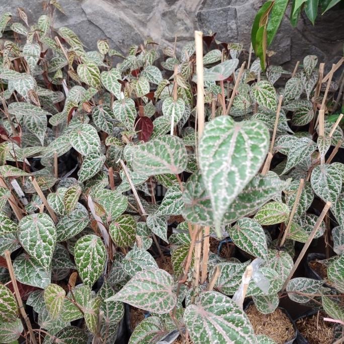 

Terlaris Bibit Pohon Daun Sirih Merah-Tanaman Daun Sirih Merah-Pohon Herbal