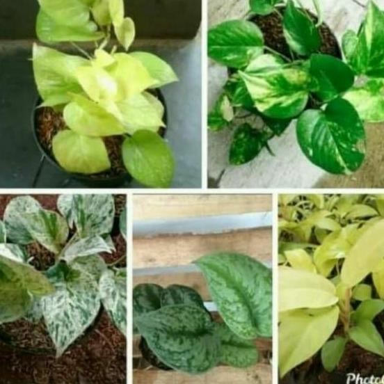 

Terlaris Paket 5 Bibit Tanaman Hias Sirih Gading / Tanaman Hias Gantung