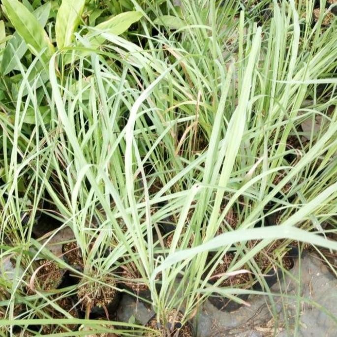 

Terlaris Bibit Sereh Wangi Bumbu Unggulan Beli 3 Gratis 1