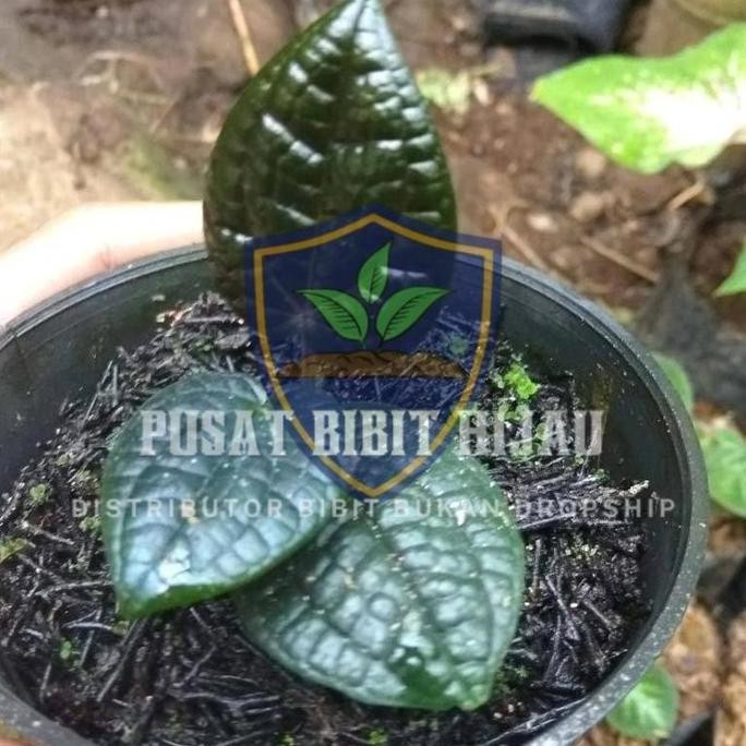 

Terlaris Terlaris Obral Bibit Buah Tanaman Pohon Sirih Hitam Unggulan