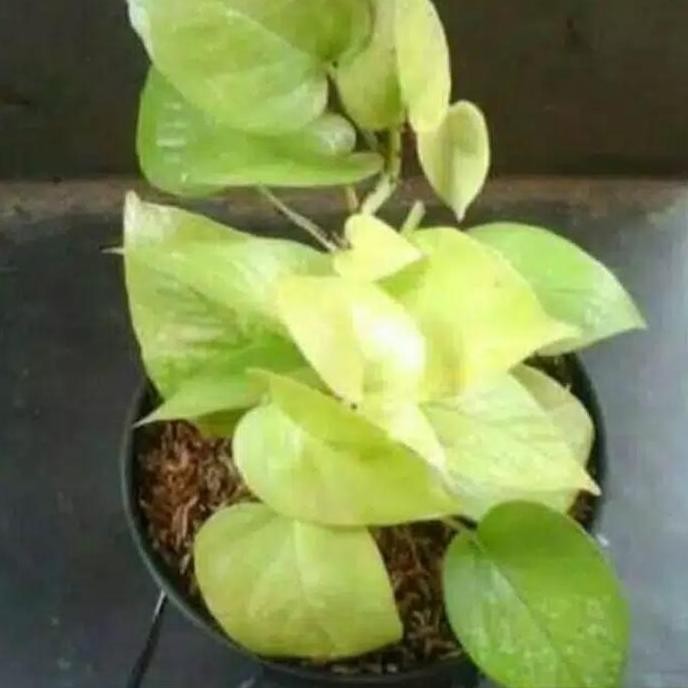 

Terlaris Tanaman Sirigading Lemom Kuning/Bibit Tanaman Sirih Gading Kuning