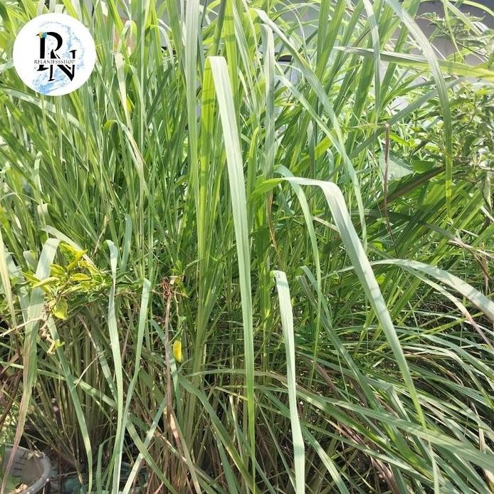 

Terlaris Tanaman Bibit Sereh Bumbu Sereh Sayur Sereh Masak