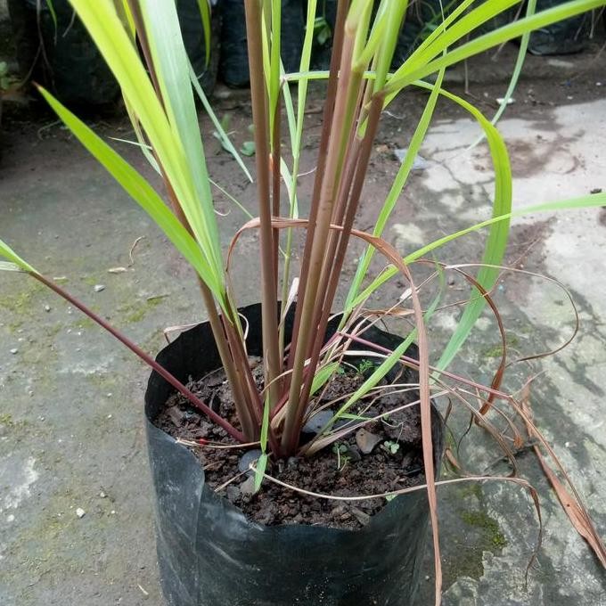 

Terlaris Sereh Wangi Citronella Bibit Tanaman Herbal+Media Tanam