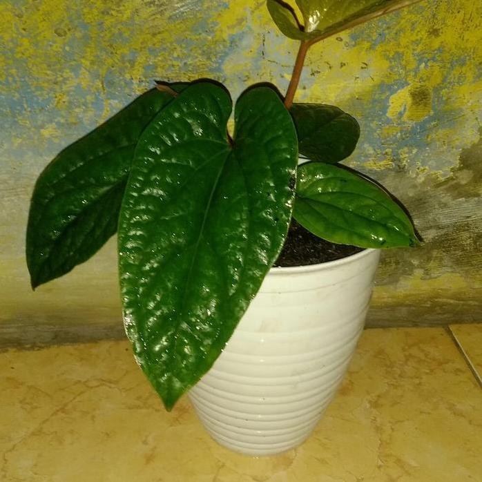 Terlaris Tanaman Hias Bibit Anthurium Sirih Batmer/Batang Merah